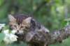 phebe8weeks7720_small.jpg