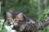 phebe8weeks7721_small.jpg