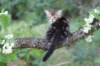 phebe8weeks773_small.jpg