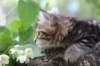 phebe8weeks7744_small.jpg
