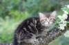 phebe8weeks774_small.jpg