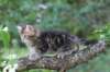 phebe8weeks779_small.jpg