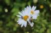 img_5320_small.jpg
