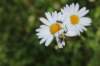img_5321_small.jpg