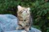 img_5338_small.jpg