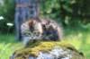 img_5425_small.jpg