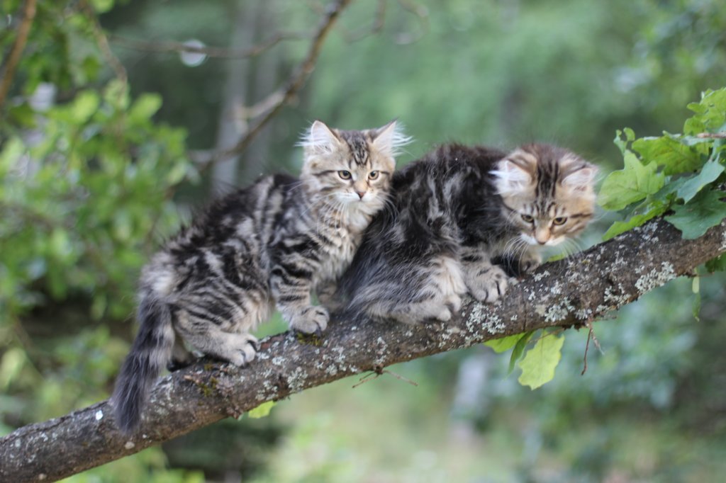 phebeandpaulos1.jpg