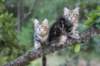phebeandpaulos11_small.jpg