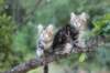 phebeandpaulos12_small.jpg