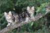 phebeandpaulos13_small.jpg