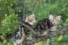 phebeandpaulos14_small.jpg