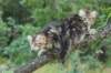 phebeandpaulos15_small.jpg