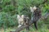 phebeandpaulos17_small.jpg