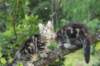 phebeandpaulos21_small.jpg