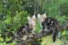 phebeandpaulos23_small.jpg