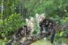 phebeandpaulos24_small.jpg