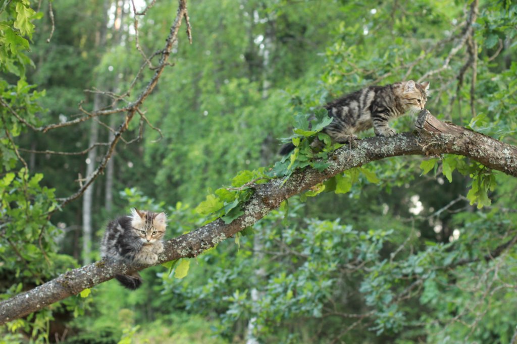 phebeandpaulos52.jpg