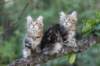 phebeandpaulos5_small.jpg