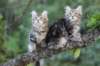 phebeandpaulos6_small.jpg