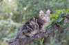 phebegirl13weeks1185_small.jpg