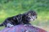 phebe3_small.jpg