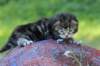 phebe4_small.jpg
