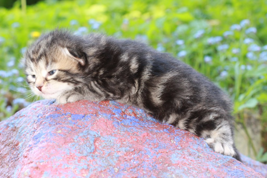 phebegirl2weeks2days29513.jpg