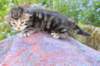 phebegirl2weeks2days29514_small.jpg