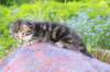 phebegirl2weeks2days29515_small.jpg
