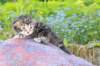 phebegirl2weeks2days29516_small.jpg