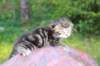 phebegirl2weeks2days29518_small.jpg