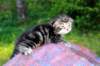 phebegirl2weeks2days29519_small.jpg