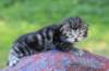 phebegirl2weeks2days29520_small.jpg