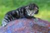 phebegirl2weeks2days29521_small.jpg