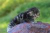 phebegirl2weeks2days29524_small.jpg