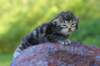 phebegirl2weeks2days29525_small.jpg