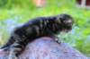 phebegirl2weeks2days29526_small.jpg