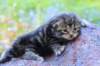 phebegirl2weeks2days29527_small.jpg