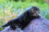 phebegirl2weeks2days29528_small.jpg