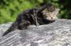 phebegirl2weeks2days2958_small.jpg