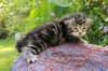 phebeimg_1077_small.jpg