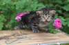 philadelphia1month13615_small.jpg
