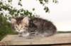 philadelphia6weeks2463_small.jpg