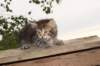 philadelphia6weeks2464_small.jpg