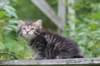 philadelphia6weeks2466_small.jpg