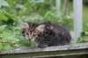 philadelphia6weeks2468_small.jpg