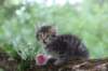 philadelphia8philadelphia8weeks12_small.jpg