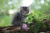 philadelphia8philadelphia8weeks24_small.jpg