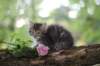 philadelphia8philadelphia8weeks54_small.jpg