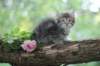 philadelphia8philadelphia8weeks62_small.jpg